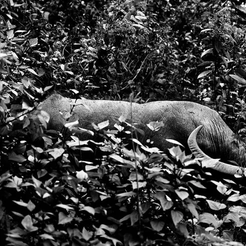 Buffalo partially hidden among dense foliage in a natural forest setting, shown in black and white.