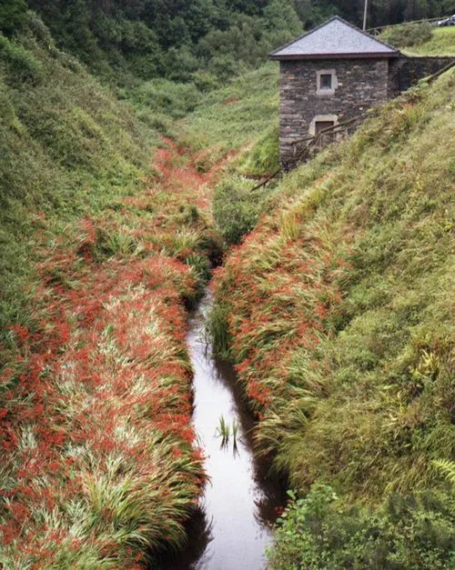 Narrow stream flowing between grassy hills with dense red and green vegetation and a small stone building on the right hillside.
