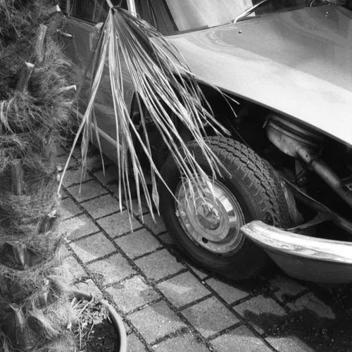 Black and white image of a car's front wheel and fender parked on a tiled driveway next to a potted plant with long leaves and a cactus.