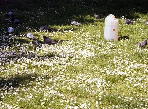 Green grassy field scattered with small white flowers and several pigeons with a white plastic container standing in the grass.