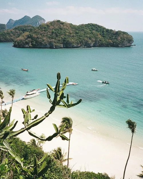 Coastal scene with turquoise water, a sandy beach, palm trees, and a cactus in the foreground, with a forested island in the background.