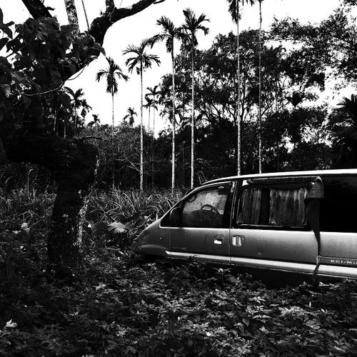 Abandoned van partially covered by dense foliage and surrounded by tall palm trees in a forested area.